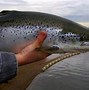 Ikan Salmon Berasal Dari Daerah Mana